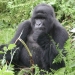 Uganda and Rwanda – Gorillas
