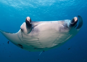 Maldives Manta