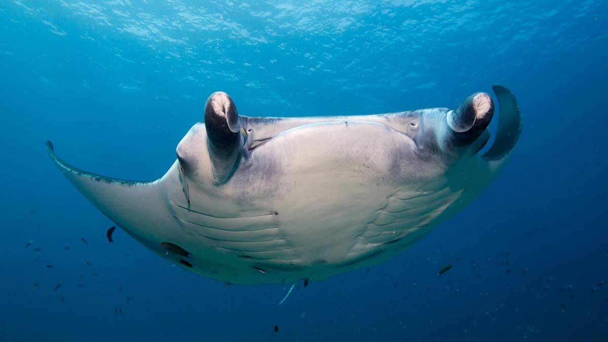 Maldives Manta