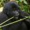 Rwanda Gorillas and Tanzania Safaris